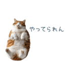 ちょっとだけ煽る猫ちゃん【面白い・ネタ】（個別スタンプ：14）