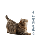 ちょっとだけ煽る猫ちゃん【面白い・ネタ】（個別スタンプ：15）