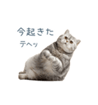 ちょっとだけ煽る猫ちゃん【面白い・ネタ】（個別スタンプ：16）