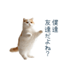 ちょっとだけ煽る猫ちゃん【面白い・ネタ】（個別スタンプ：19）