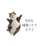 ちょっとだけ煽る猫ちゃん【面白い・ネタ】（個別スタンプ：23）