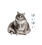 ちょっとだけ煽る猫ちゃん【面白い・ネタ】（個別スタンプ：26）