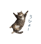 ちょっとだけ煽る猫ちゃん【面白い・ネタ】（個別スタンプ：29）