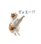 ちょっとだけ煽る猫ちゃん【面白い・ネタ】（個別スタンプ：30）