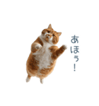 ちょっとだけ煽る猫ちゃん【面白い・ネタ】（個別スタンプ：31）