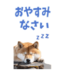 でか文字☆柴犬（個別スタンプ：2）