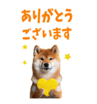 でか文字☆柴犬（個別スタンプ：3）