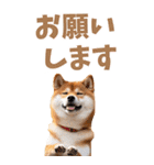 でか文字☆柴犬（個別スタンプ：5）