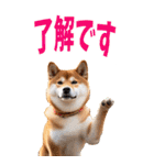 でか文字☆柴犬（個別スタンプ：6）