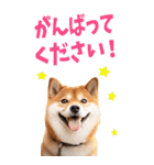 でか文字☆柴犬（個別スタンプ：7）