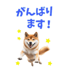 でか文字☆柴犬（個別スタンプ：8）
