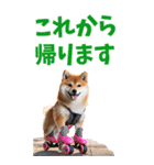 でか文字☆柴犬（個別スタンプ：10）