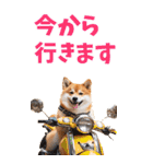 でか文字☆柴犬（個別スタンプ：11）