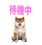 でか文字☆柴犬（個別スタンプ：14）