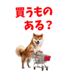 でか文字☆柴犬（個別スタンプ：16）