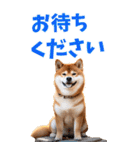 でか文字☆柴犬（個別スタンプ：17）