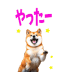 でか文字☆柴犬（個別スタンプ：19）