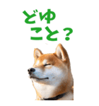 でか文字☆柴犬（個別スタンプ：21）