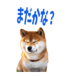 でか文字☆柴犬（個別スタンプ：22）