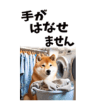 でか文字☆柴犬（個別スタンプ：23）