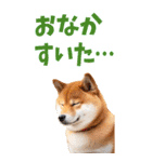 でか文字☆柴犬（個別スタンプ：24）