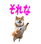 でか文字☆柴犬（個別スタンプ：25）