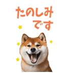 でか文字☆柴犬（個別スタンプ：26）
