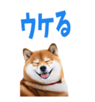 でか文字☆柴犬（個別スタンプ：27）