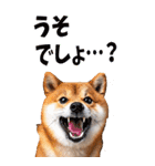 でか文字☆柴犬（個別スタンプ：29）
