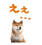 でか文字☆柴犬（個別スタンプ：31）