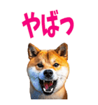 でか文字☆柴犬（個別スタンプ：32）
