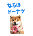 でか文字☆柴犬（個別スタンプ：34）