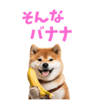 でか文字☆柴犬（個別スタンプ：36）