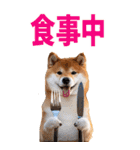 でか文字☆柴犬（個別スタンプ：37）