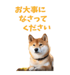 でか文字☆柴犬（個別スタンプ：39）