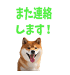 でか文字☆柴犬（個別スタンプ：40）
