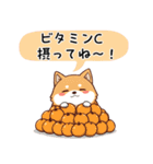 【冬に使える】もちふわ柴犬3！（個別スタンプ：27）