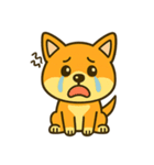 柴犬の感情スタンプ「ワンっと！喜怒哀楽」（個別スタンプ：13）