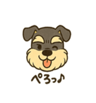 ミニチュアシュナウザーの変顔スタンプ（個別スタンプ：1）