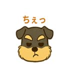 ミニチュアシュナウザーの変顔スタンプ（個別スタンプ：5）