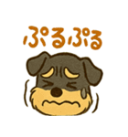 ミニチュアシュナウザーの変顔スタンプ（個別スタンプ：9）