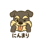 ミニチュアシュナウザーの変顔スタンプ（個別スタンプ：23）