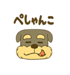 ミニチュアシュナウザーの変顔スタンプ（個別スタンプ：25）