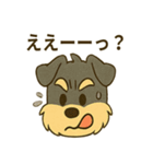 ミニチュアシュナウザーの変顔スタンプ（個別スタンプ：31）