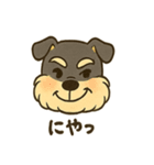 ミニチュアシュナウザーの変顔スタンプ（個別スタンプ：34）