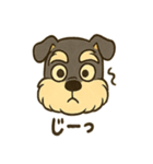ミニチュアシュナウザーの変顔スタンプ（個別スタンプ：39）