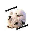 毎年使える♡シマエナガの冬＆年末年始（個別スタンプ：17）