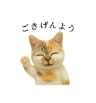 マダム語おしゃべりすっぴーさん（個別スタンプ：1）