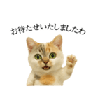 マダム語おしゃべりすっぴーさん（個別スタンプ：4）