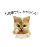 マダム語おしゃべりすっぴーさん（個別スタンプ：6）